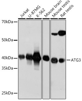 ATG3 Antibody in Western Blot (WB)