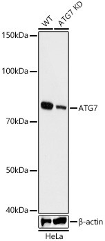 ATG7 Antibody in Western Blot (WB)