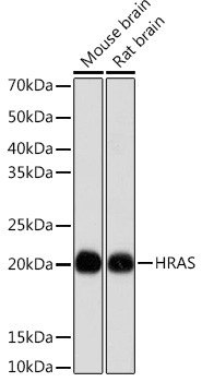 H-Ras Antibody in Western Blot (WB)