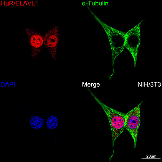 HuR Antibody in Immunocytochemistry (ICC/IF)