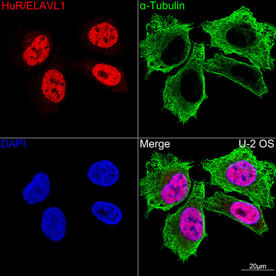 HuR Antibody in Immunocytochemistry (ICC/IF)