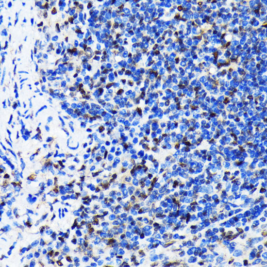 HuR Antibody in Immunohistochemistry (Paraffin) (IHC (P))