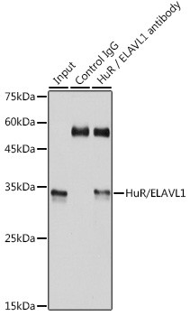 HuR Antibody in Immunoprecipitation (IP)