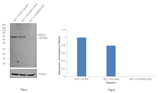 HDAC2 Antibody