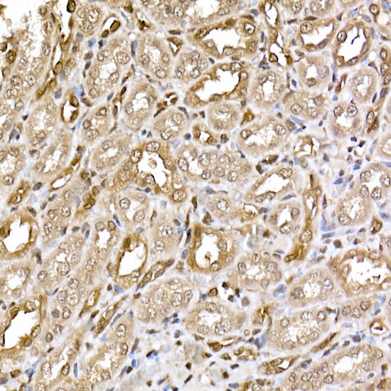 ERK2 Antibody in Immunohistochemistry (Paraffin) (IHC (P))