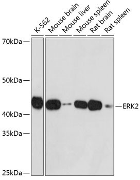 ERK2 Antibody in Western Blot (WB)