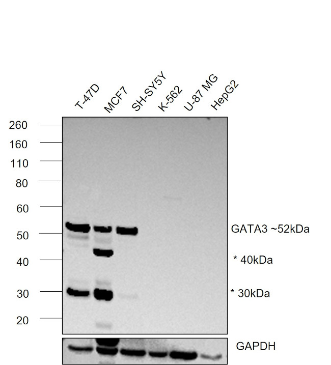 GATA3 Antibody in Western Blot (WB)