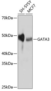 GATA3 Antibody in Western Blot (WB)