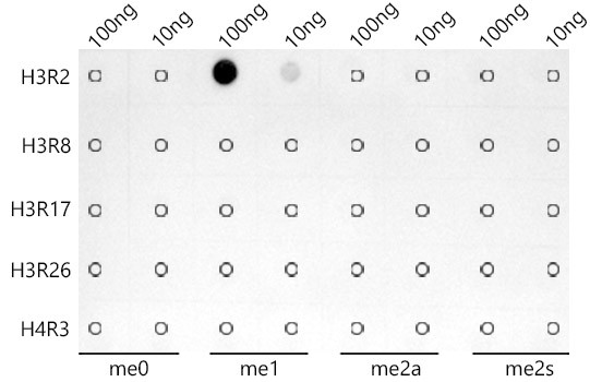 H3R2me1 Antibody in Dot Blot (DB)