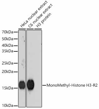 H3R2me1 Antibody in Western Blot (WB)