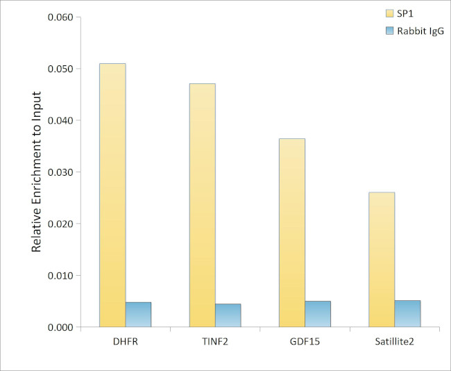 SP1 Antibody in ChIP Assay (ChIP)