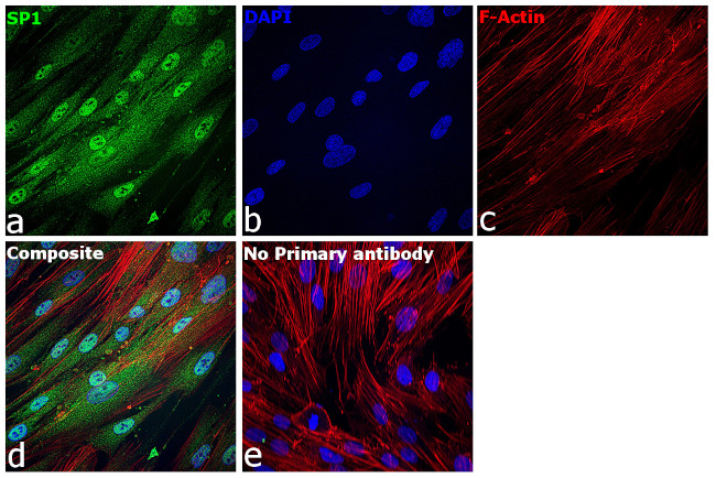 SP1 Antibody in Immunocytochemistry (ICC/IF)