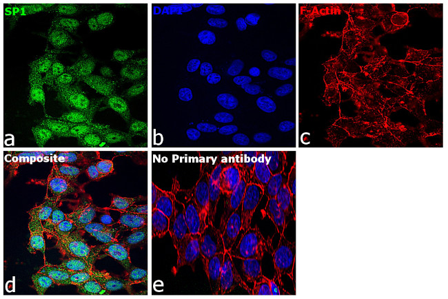 SP1 Antibody in Immunocytochemistry (ICC/IF)