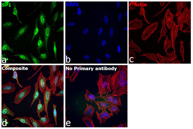 SP1 Antibody in Immunocytochemistry (ICC/IF)