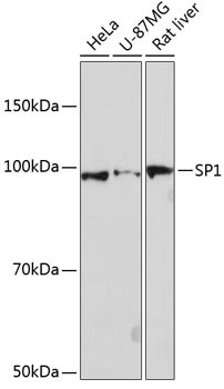 SP1 Antibody in Western Blot (WB)