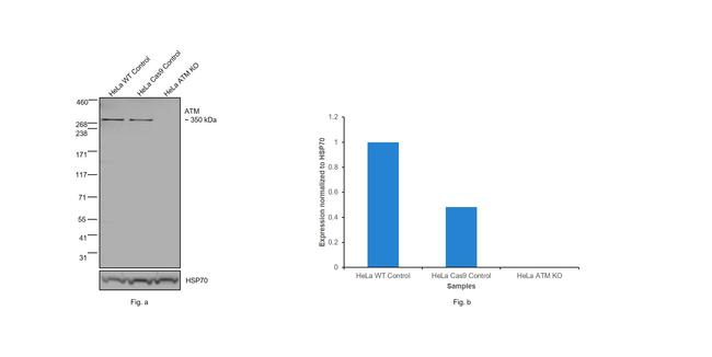 ATM Antibody in Western Blot (WB)