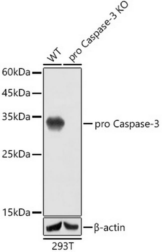 Active/Pro-Caspase 3 Antibody