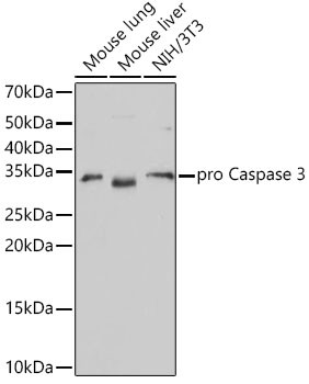 Active/Pro-Caspase 3 Antibody in Western Blot (WB)