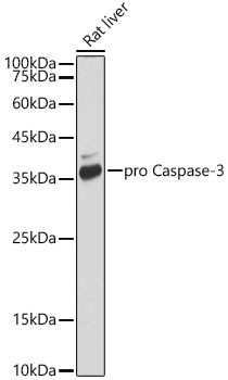 Active/Pro-Caspase 3 Antibody in Western Blot (WB)