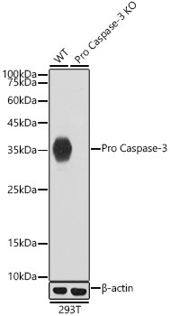 Active/Pro-Caspase 3 Antibody in Western Blot (WB)