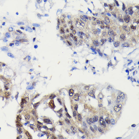 Caspase 3 p12 Antibody in Immunohistochemistry (Paraffin) (IHC (P))