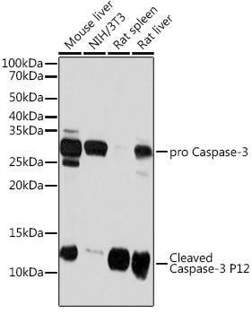 Caspase 3 p12 Antibody in Western Blot (WB)