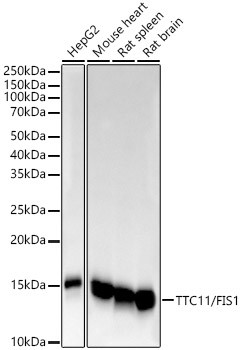 FIS1 Antibody in Western Blot (WB)