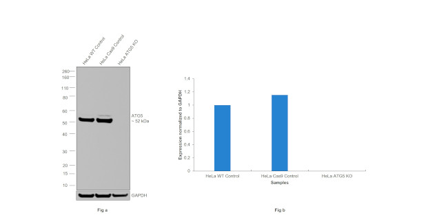 ATG5 Antibody in Western Blot (WB)