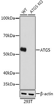 ATG5 Antibody in Western Blot (WB)