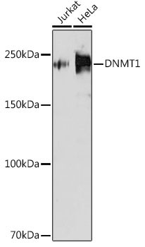 DNMT1 Antibody in Western Blot (WB)