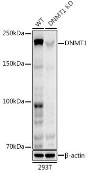 DNMT1 Antibody in Western Blot (WB)