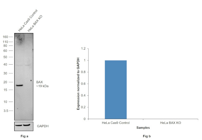 BAX Antibody in Western Blot (WB)