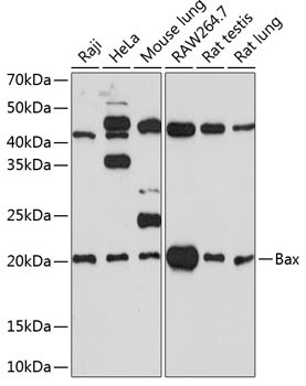 BAX Antibody in Western Blot (WB)