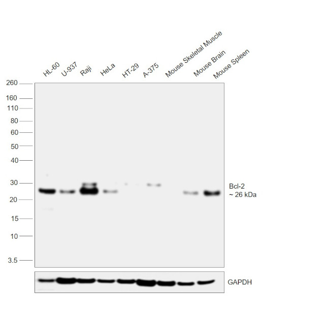 BCL-2 Antibody in Western Blot (WB)