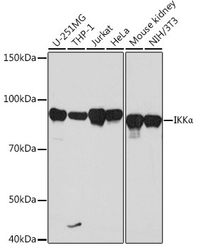 IKK alpha Antibody in Western Blot (WB)