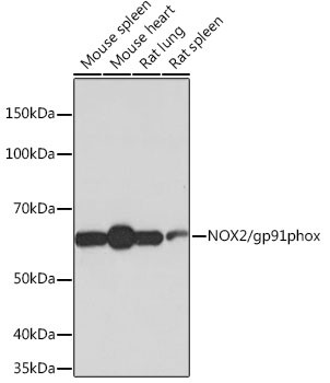NOX2 Antibody in Western Blot (WB)