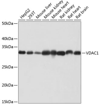 VDAC Antibody in Western Blot (WB)