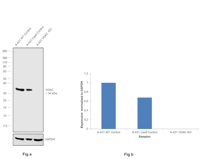 VDAC Antibody in Western Blot (WB)