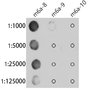 N6-Methyladenosine (m6A) Antibody in Dot Blot (DB)