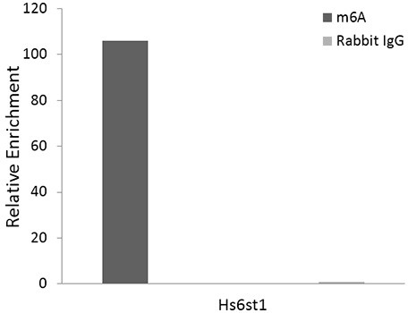 N6-Methyladenosine (m6A) Antibody in RNA Immunoprecipitation (RIP)