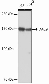 HDAC9 Antibody in Western Blot (WB)