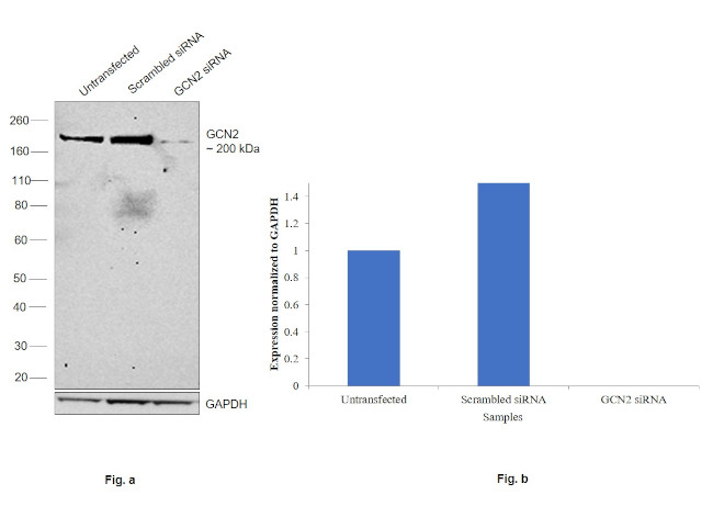 GCN2 Antibody