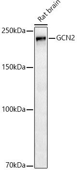 GCN2 Antibody in Western Blot (WB)