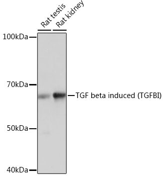 TGFBI Antibody in Western Blot (WB)