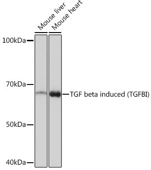 TGFBI Antibody in Western Blot (WB)