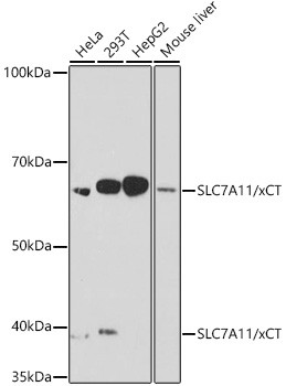 SLC7A11 Antibody in Western Blot (WB)