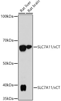 SLC7A11 Antibody in Western Blot (WB)