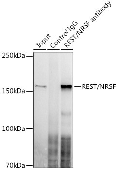 REST Antibody in Immunoprecipitation (IP)