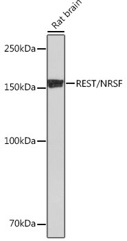 REST Antibody in Western Blot (WB)