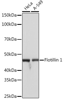 Flotillin 1 Antibody in Western Blot (WB)